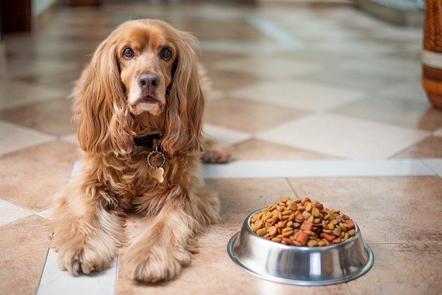 english-cocker-spaniel-ge015953ce_640.jpg