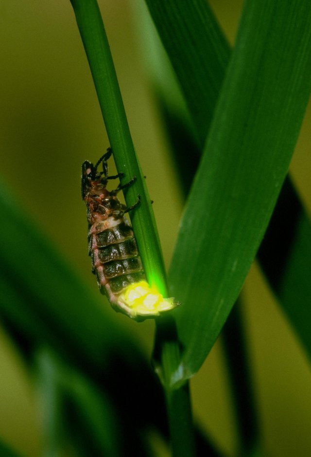 glow-worm.jpg