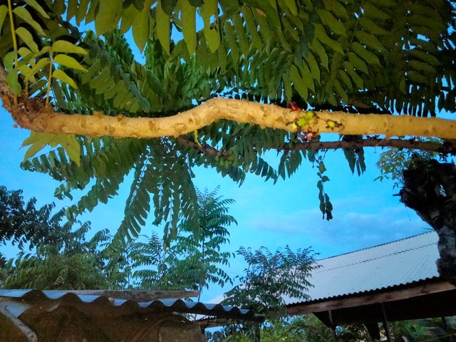 IMG20250803061535.jpg