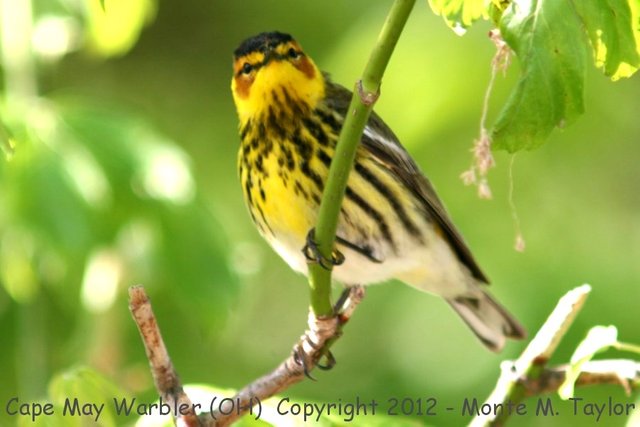 warbler_cape_may_male_spring_ohio_2a.jpg