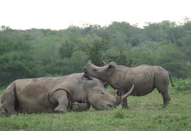 1-White-rhino-mother-and-calf-Hluhluwe-Imfolozi-Park-South-Africa-photo-credit-Roan.png