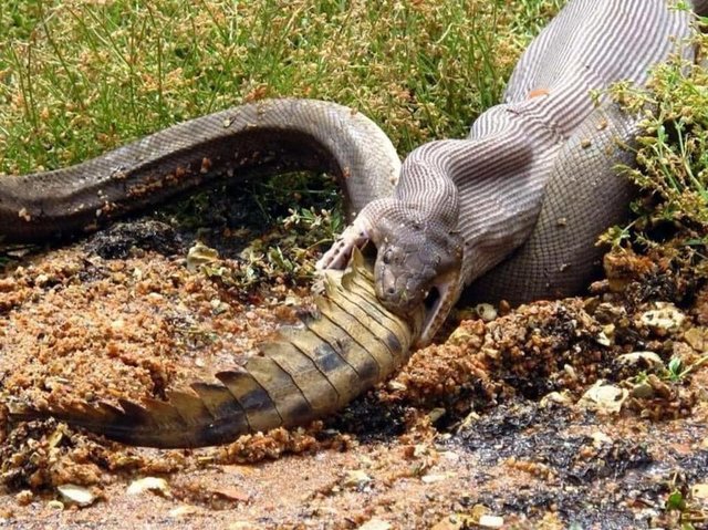 python croc.jpg