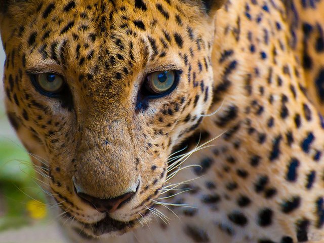 Asian leopard.jpg