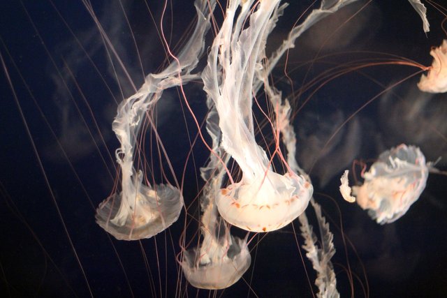 jellyfish-1078961_1920.jpg