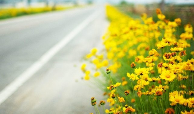 Yellow Flowers.jpg