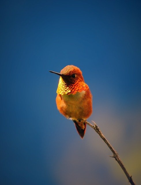 hummingbird-7181235_640.jpg