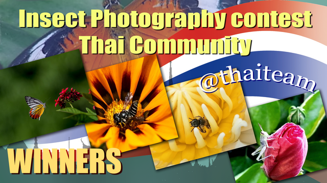 Insect Photography winners3.png