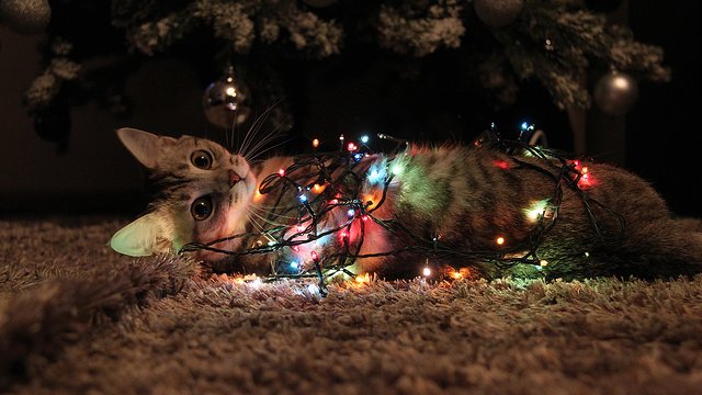 christmascat.jpg