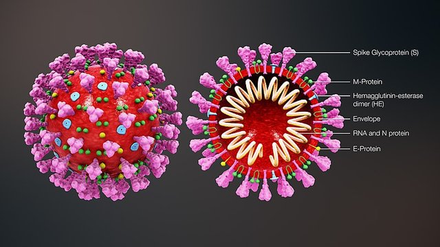 800px-3D_medical_animation_coronavirus_structure.jpg