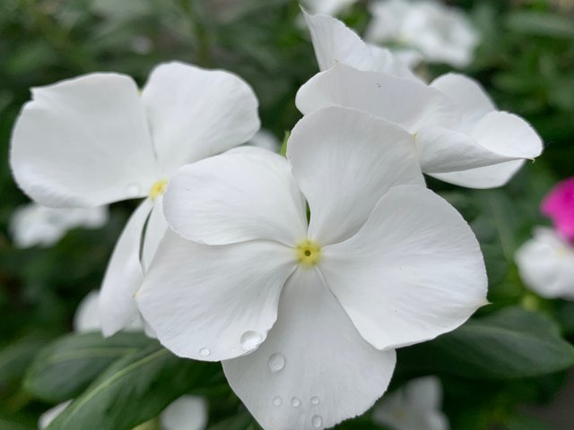 garden4.jpg
