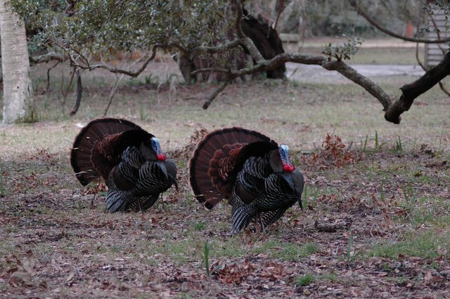 wild-turkeys-2080364_1920 (1).jpg