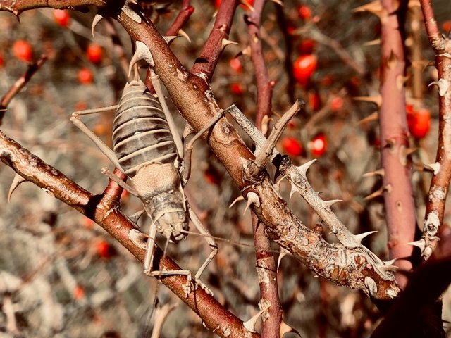 Macro Photography in Spain, Aragon.jpg