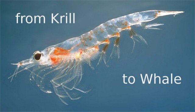 krill.jpg