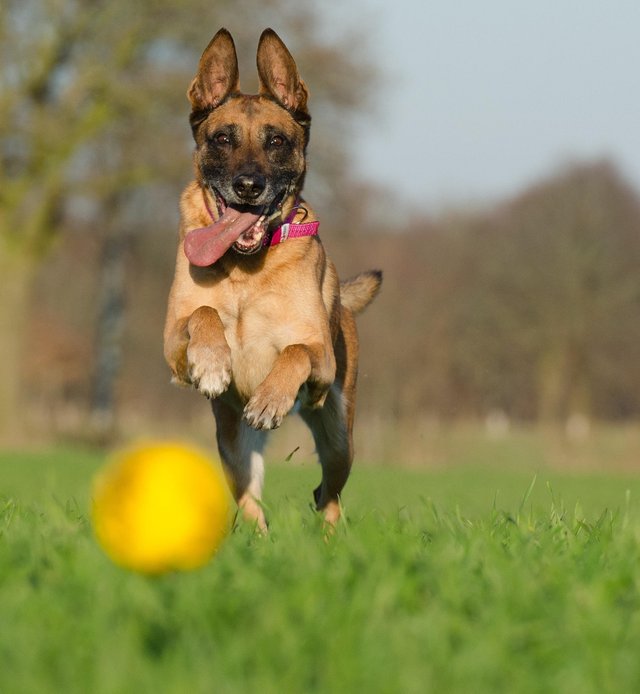 malinois-with-ball-662719_1280.jpg