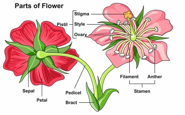 Parts-of-a-Flower.webp