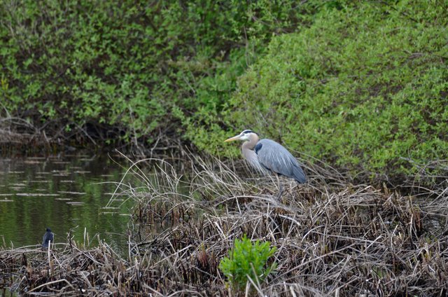 Blue Heron 2.jpg