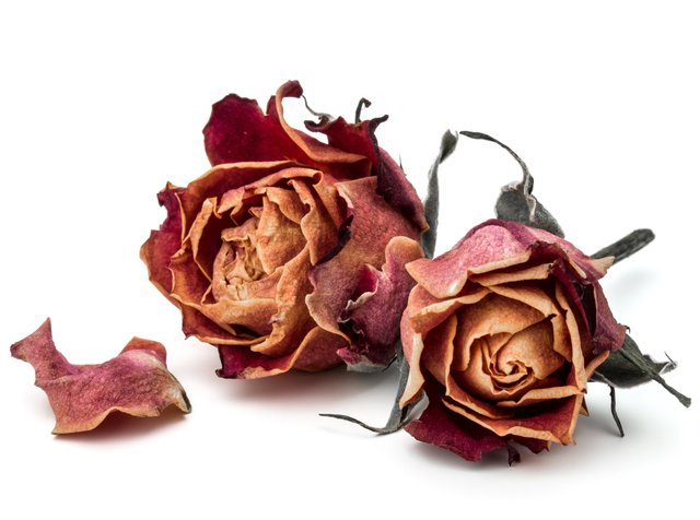dried-rose-flower-head-isolated-on.jpg