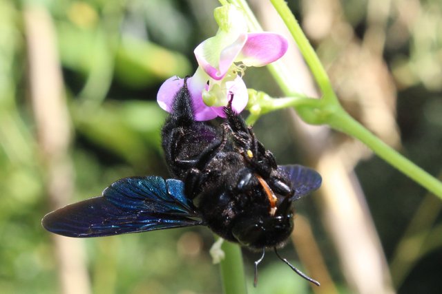 Carpenter Bee up close.jpg