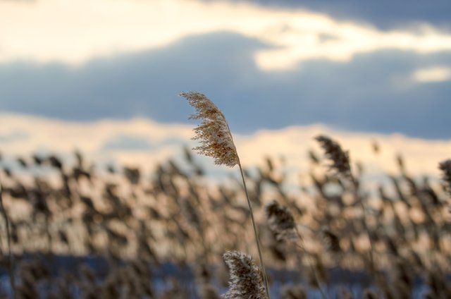 Phragmites.jpg