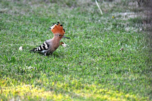 hoopoe-4406420_1280.jpg