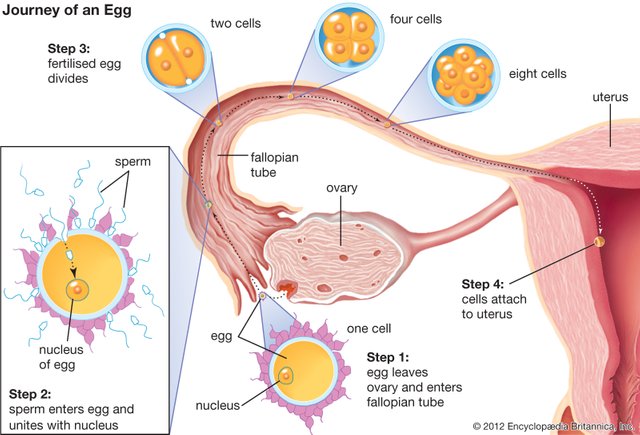 egg-journey-woman-uterus-mammals-eggs-ovaries.jpg