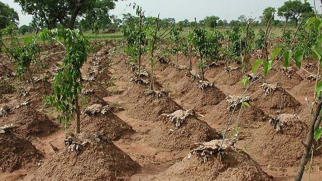 plant-yam-in-nigeria.jpg