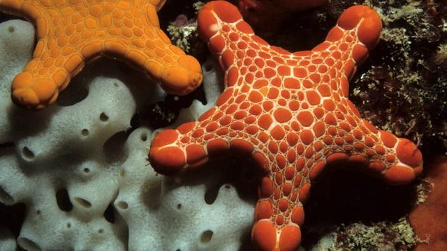 echinodermata-pentagonaster-stibarus.jpg