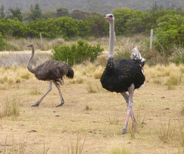 Ostriches.jpg