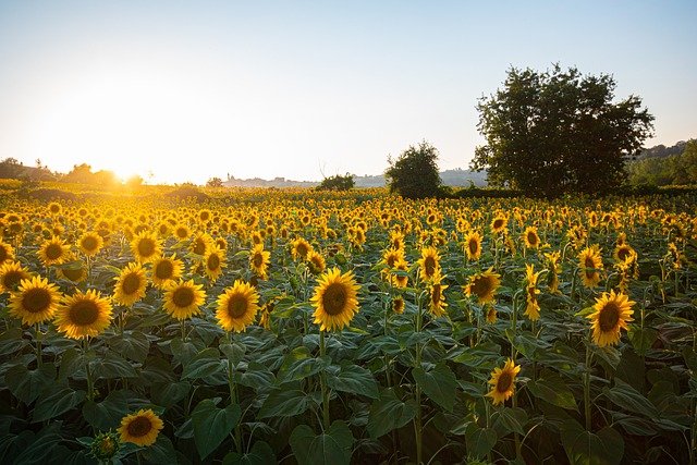 sunflowers-6007847_640.jpg