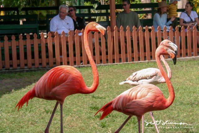 Flamingo-5.jpg