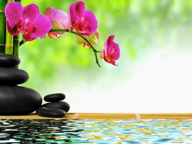 flowers-view-relaxation-relax-medidate-stones-spa-water-desktop-rose-flower-wallpaper.jpg