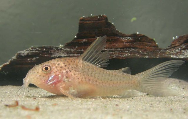 Corydoras-albolineatus-Lineage-6-ln6-True-Corydoras-C056-C56-cf-xinguensis-female-Corydoras-Zone-Aquatics-01.jpg