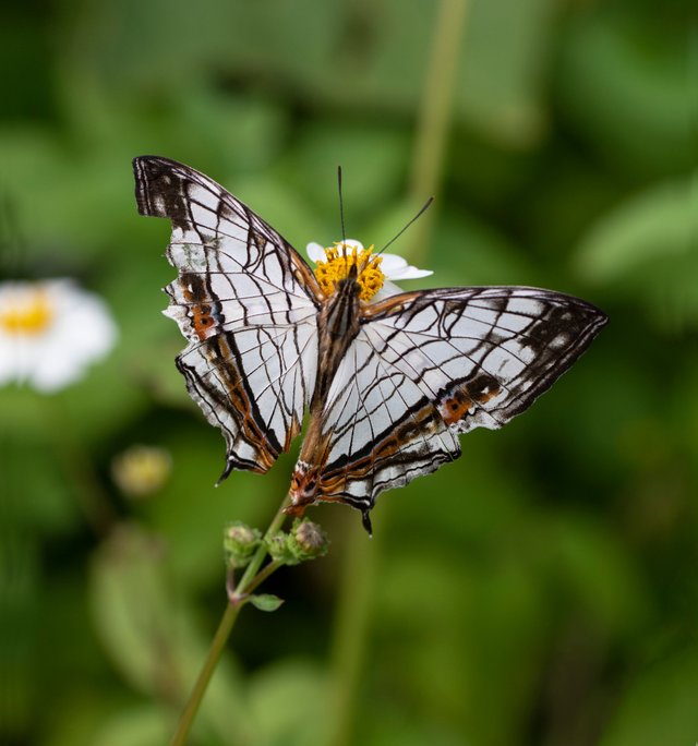 21tb-butterflies-2-superJumbo.jpg