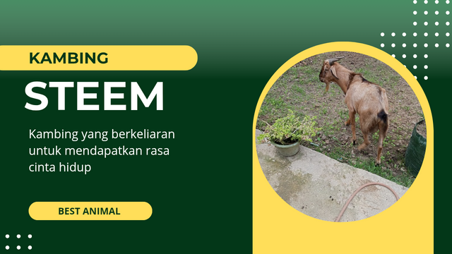 Hijau dan Kuning Minimalis Rahasia Sukses Bisnis Online_20250510_203903_0000.png