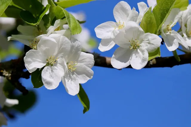 apple-blossoms-9531235_1280.webp.jpg