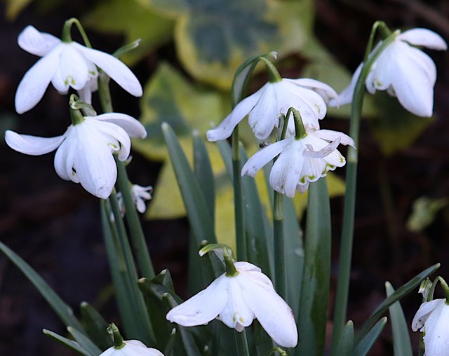 snowdrop3.jpg