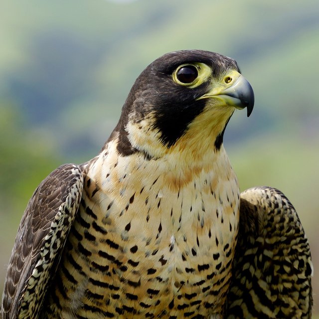 falcon-4345234_1280.jpg