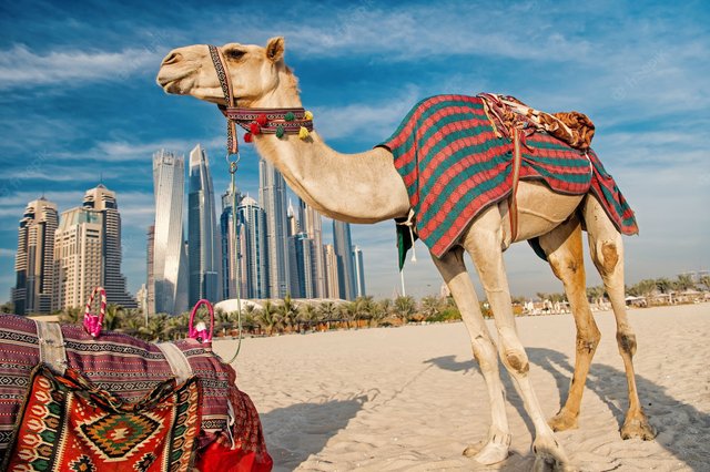 camellos-dubai-sobre-fondo-rascacielos-playa-emiratos-arabes-unidos-dubai-marina-estilo-playa-jbr-camellos-rascacielos-edificios-modernos-estilo-empresarial-historia-modernidad-emiratos-arabes-unidos_474717-1663.jpg