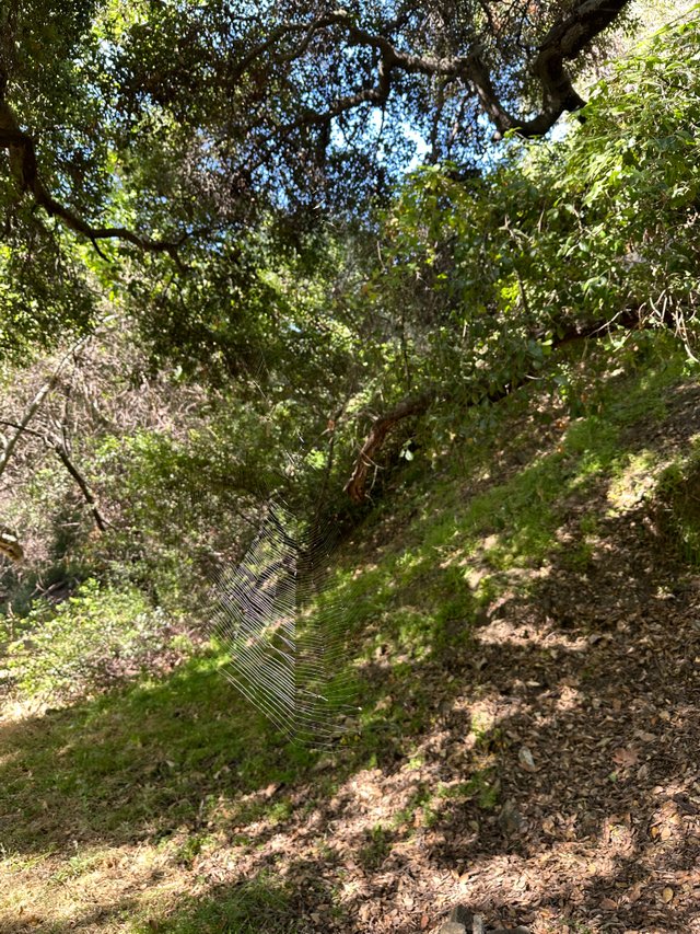 IMG_9733.jpeg