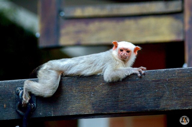 sagui_1.jpg