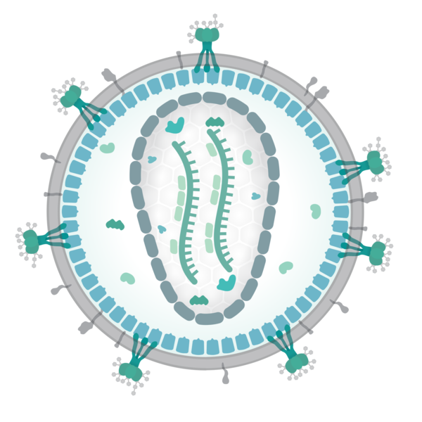 600px-Retrovirus.jpg