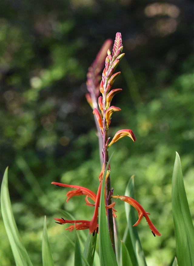 red wildflower park 1.jpg