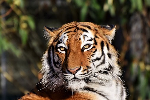 tiger-3424791__340.jpg