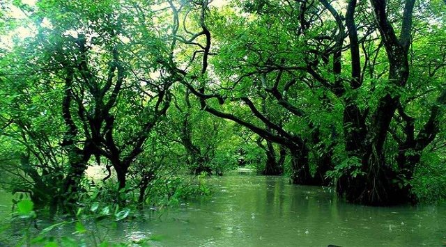 Ratargul-Swamp-Forest-Tourist-places-in-Sylhet.jpg