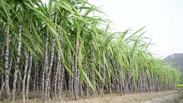 sugarcane.jpg