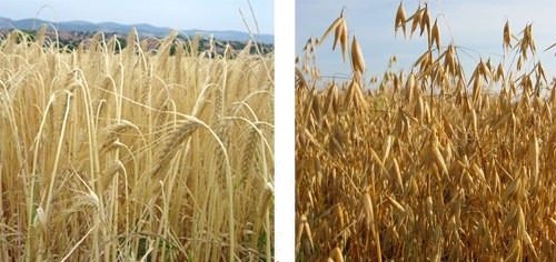 oats-vs-barley.jpg