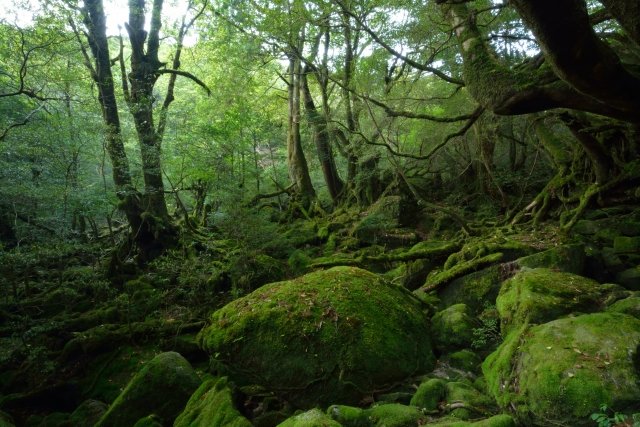 locobee-yakushima-1.jpg