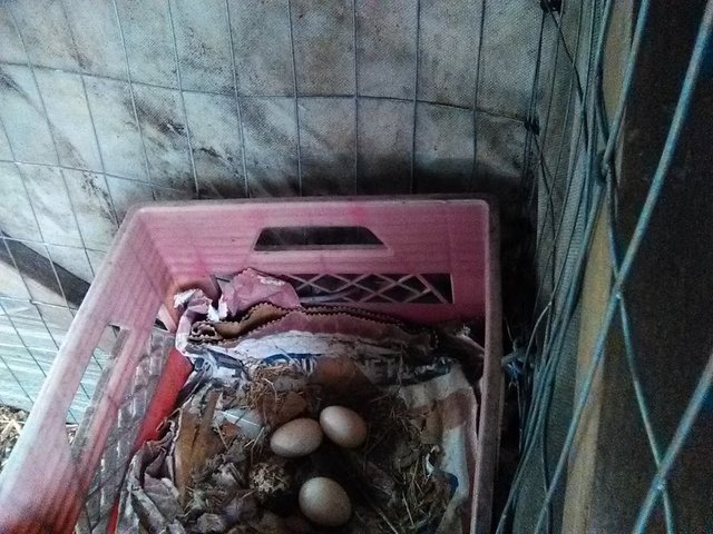 egg nest.jpg