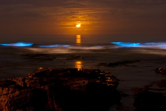 bioluminescence (1).jpg