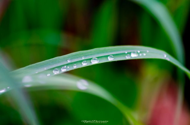 _DSC8140.jpg